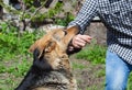 A male German shepherd bites a man by the hand