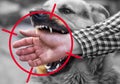 A male German shepherd bites a man by the hand Royalty Free Stock Photo