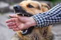 Male German shepherd bites a man by the hand