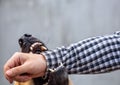 Male German shepherd bites a man by the hand Royalty Free Stock Photo