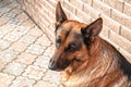 Male German shepherd dog close-up in a private area.