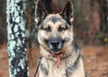 Male German Shepherd Dog outside on leash Royalty Free Stock Photo