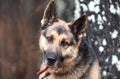 Male German Shepherd Dog outside on leash Royalty Free Stock Photo