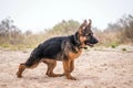 Male German Shepherd puppy in runnung action. Purebreed dog running by beach shore. Natural background. Happy home pet