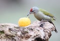 A male of gey headed woodpecker sits on the log and eats large yellow apple.