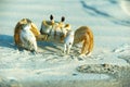 Male Ghost Crab - Ocypode ceratophthalma Royalty Free Stock Photo