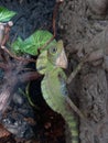 Male Giant Forest dragon lizard (Gonocephalus grandis)