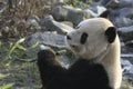 Male giant panda eating bamboo