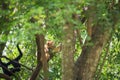 male gibbon sit on tree with blur two climbing gibbons in forest Royalty Free Stock Photo