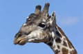 Male Giraffe - Botswana Royalty Free Stock Photo