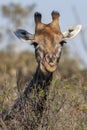 Male Giraffe - Botswana - Africa Royalty Free Stock Photo