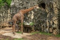 A male giraffe is chewing the grass with a zebra in the zoo