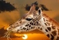 Giraffe Sunset in Africa