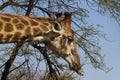 Male giraffe Giraffa camelopardalis head closeup stripping leaves off of a thorn tree