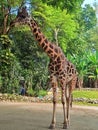 A male Giraffe in Melaka zoo Royalty Free Stock Photo