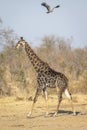 Male giraffe with oxpeckers walking and african harrier hawk flying in the sky in Kruger Park South Africa Royalty Free Stock Photo