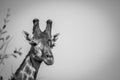 Male Giraffe with Red-billed oxpeckers Royalty Free Stock Photo