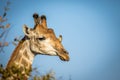 Male Giraffe with Red-billed oxpeckers Royalty Free Stock Photo