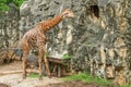 A male giraffe is standing next to a zebra in the zoo