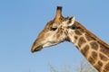 Giraffe & Sky Royalty Free Stock Photo