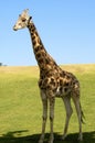 Single male giraffe stands under the shade of a large tree on a grassy hill. Royalty Free Stock Photo