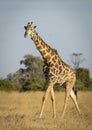 Vertical portrait of a male giraffe walking in dry grass with ox peckers on its neck in Savuti in Botswana Royalty Free Stock Photo