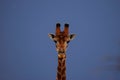 Giraffe portrait, Limpopo Royalty Free Stock Photo