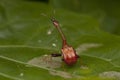 Male Giraffe Weevil