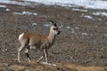 Male Goa Procapra picticaudata, also known as the Tibetan gazelle, observed near Gurudongmar Lake