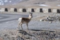 Male Goa Procapra picticaudata, also known as the Tibetan gazelle, standing near the road at Gurudongmar Lake