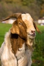 MALE GOAT Royalty Free Stock Photo