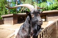 Male goat looks over a fence Royalty Free Stock Photo