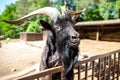 Male goat looks over a fence Royalty Free Stock Photo