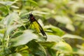 Male Golden Birdwing, Sideview