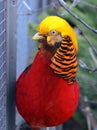 Male Golden Or Chinese Pheasant Chrysolophus Pictus