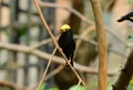 Male Golden-crested Myna (Ampeliceps coronatus) Royalty Free Stock Photo