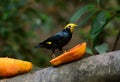 Male Golden-crested Myna (Ampeliceps coronatus) Royalty Free Stock Photo