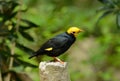 Male Golden-crested Myna (Ampeliceps coronatus)