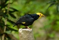 Male Golden-crested Myna (Ampeliceps coronatus) Royalty Free Stock Photo