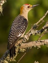 Male golden-fronted woodpecker Royalty Free Stock Photo