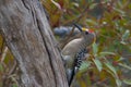 Male Golden-fronted Woodpecker Royalty Free Stock Photo