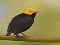 Male Golden-headed Manakin, Ceratopipra erythrocephala Royalty Free Stock Photo