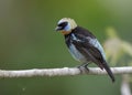 Male Golden-hooded Tanager - Panama Royalty Free Stock Photo