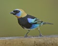 Male golden-hooded tanager Stilpnia larvata, Costa Rica Royalty Free Stock Photo