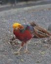 The male golden pheasant, also known as the Chinese pheasant, and rainbow pheasant Royalty Free Stock Photo