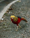 The male Golden pheasant in the aviary, also known as the Chinese pheasant Royalty Free Stock Photo