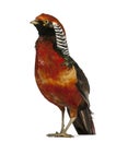 Male Golden Pheasant or 'Chinese Pheasant Royalty Free Stock Photo