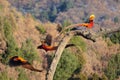 Male Golden pheasant Royalty Free Stock Photo