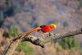 Male golden pheasant Royalty Free Stock Photo