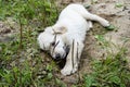 A male golden retriever puppy is digging a hole in a pile of sand in the backyard. Royalty Free Stock Photo